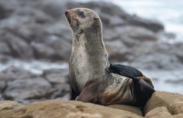 Nine Cape Fur seals test positive for rabies in Mossel Bay – SABC News